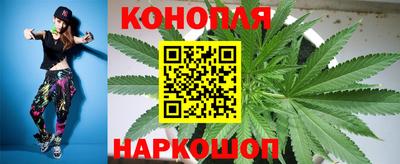 шишки Новодвинск